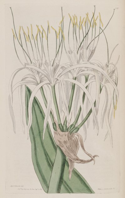 Hymenocallis caribaea - Ker Gawler